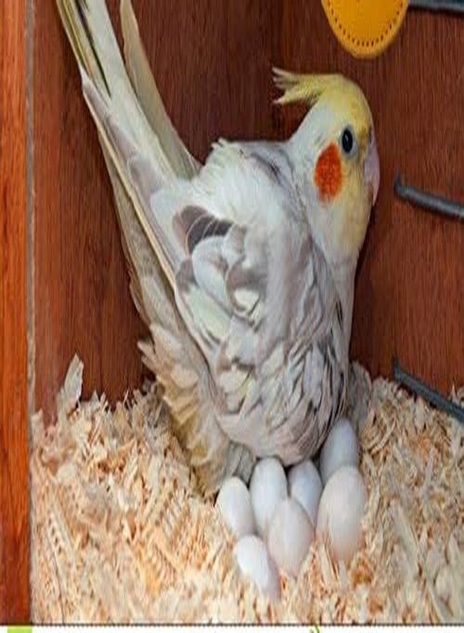 Ormango نشارة خشب الصنوبر الخالية من الغبار من أورمانجو، 150 غرام - مادة تعشيش للهامستر، وفراش للحيوانات الصغيرة مثل الأرانب، وخنازير غينيا، والطيور، والفئران، والشنشيلات، والزواحف، وغيرها. 150 غرام، رقائق/نشارة خشب - Image 3