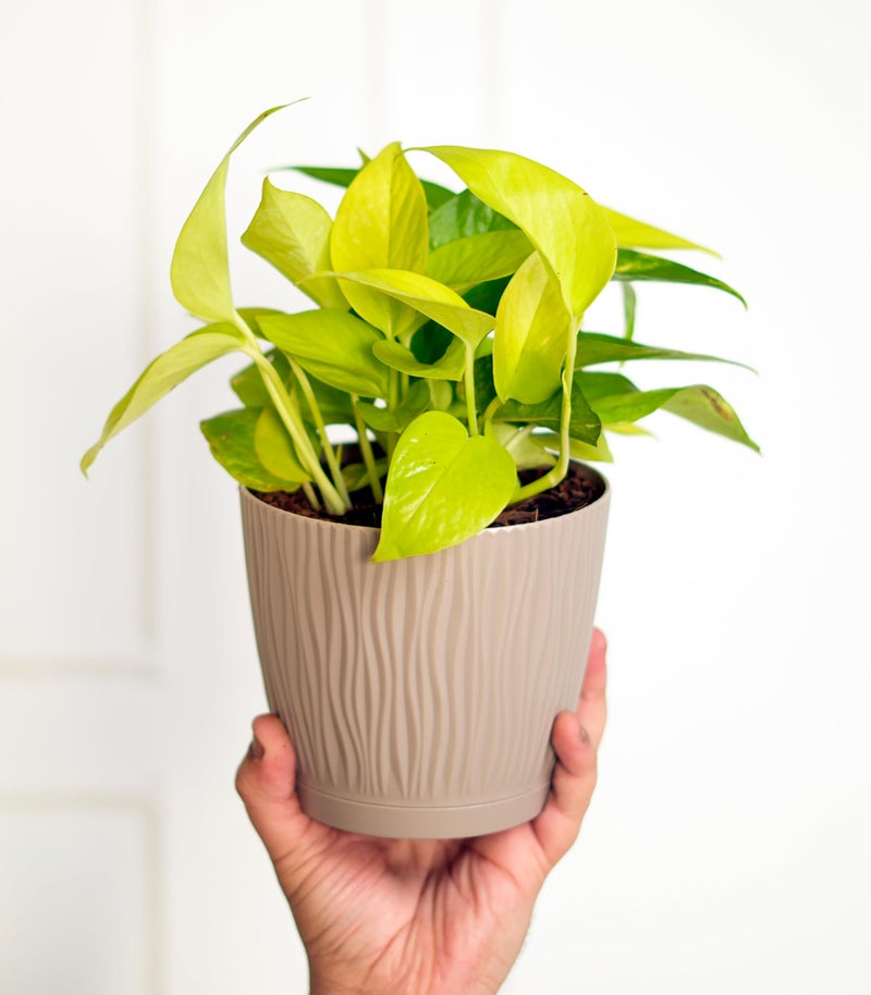 Nurturing Green® Set of 10 Grey Color' Tide' Self Watering Plastic Pots (5.5 Inch Wide*5 Inch High) with Drainage Holes | Low Maintenance (Plants & Metal Stand Not Included) - Image 4