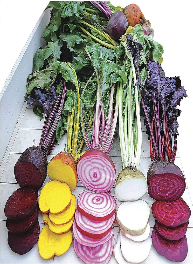 جي جوت 400 قطعة من بذور البنجر متعددة الألوان، خضروات خضراء لا غنى عنها في الحياة اليومية، سهلة العناية، نبات واحد أو مساحة كبيرة، تأثير الزراعة جيد - Image 4