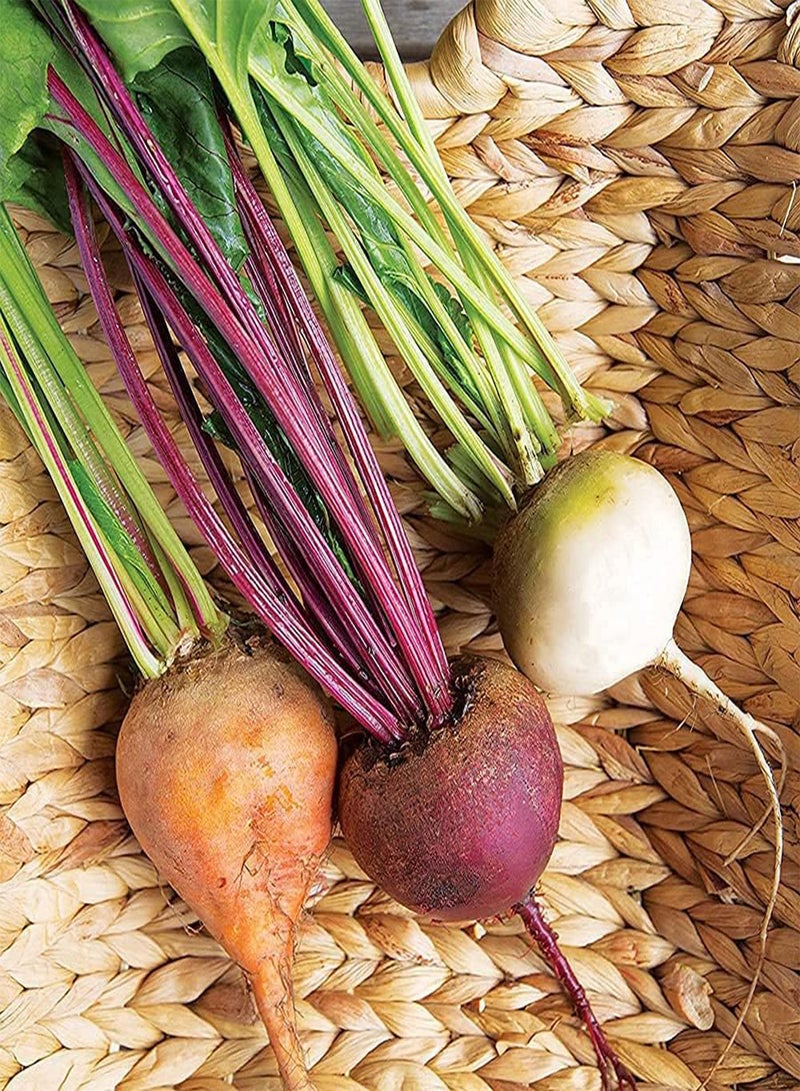 جي جوت 400 قطعة من بذور البنجر متعددة الألوان، خضروات خضراء لا غنى عنها في الحياة اليومية، سهلة العناية، نبات واحد أو مساحة كبيرة، تأثير الزراعة جيد - Image 1