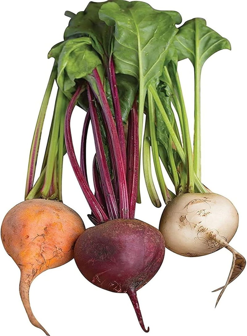 جي جوت 400 قطعة من بذور البنجر متعددة الألوان، خضروات خضراء لا غنى عنها في الحياة اليومية، سهلة العناية، نبات واحد أو مساحة كبيرة، تأثير الزراعة جيد - Image 2