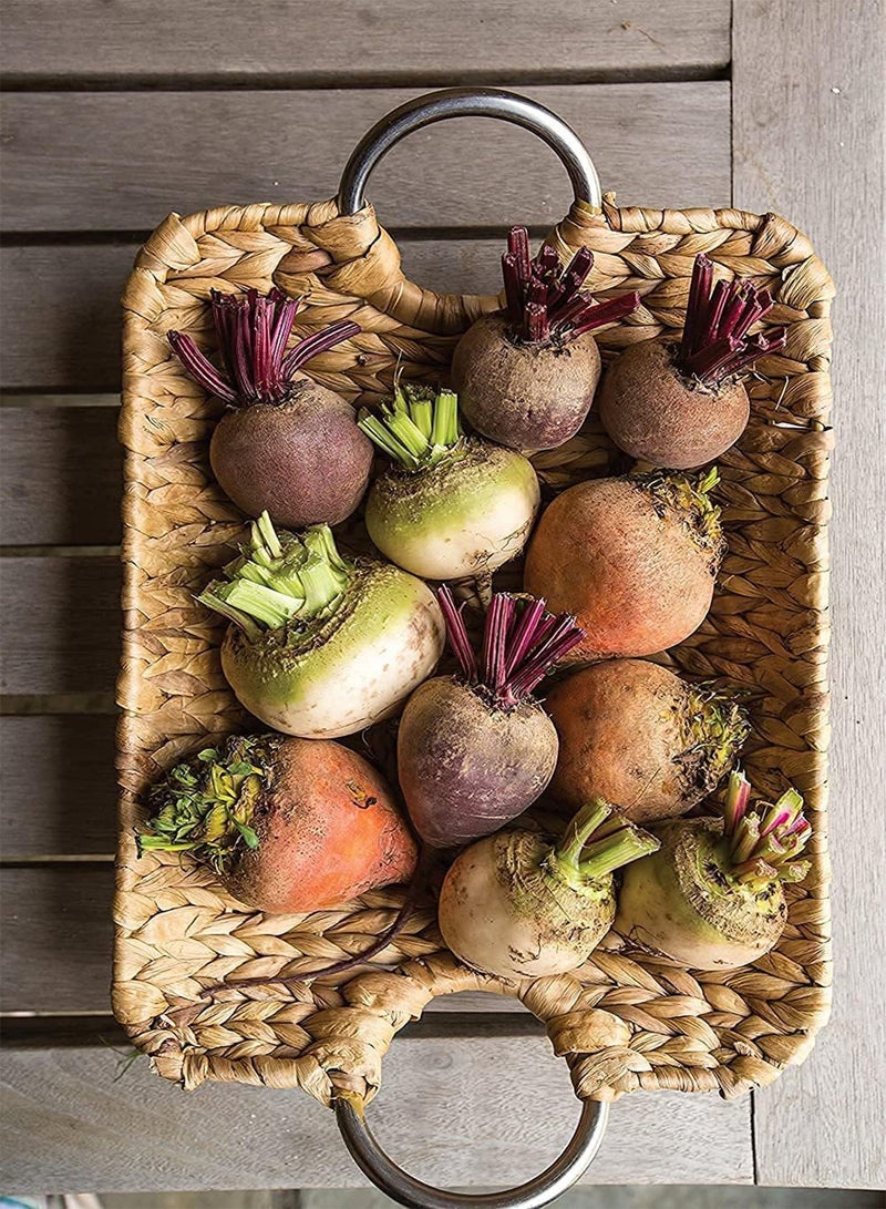 جي جوت 400 قطعة من بذور البنجر متعددة الألوان، خضروات خضراء لا غنى عنها في الحياة اليومية، سهلة العناية، نبات واحد أو مساحة كبيرة، تأثير الزراعة جيد - Image 3