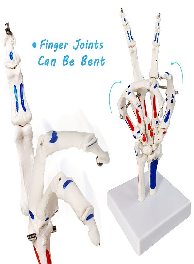EVOTECH SCIENTIFIC Hand Skeleton Model W/Articulated Joints Shows Portion of Ulna-Radius, W/Muscles Insertions & Origins Painted, W/Instruction Manual - Image 3