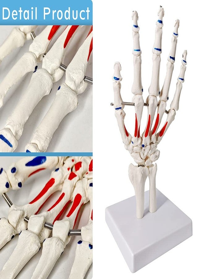 EVOTECH SCIENTIFIC Hand Skeleton Model W/Articulated Joints Shows Portion of Ulna-Radius, W/Muscles Insertions & Origins Painted, W/Instruction Manual - Image 4