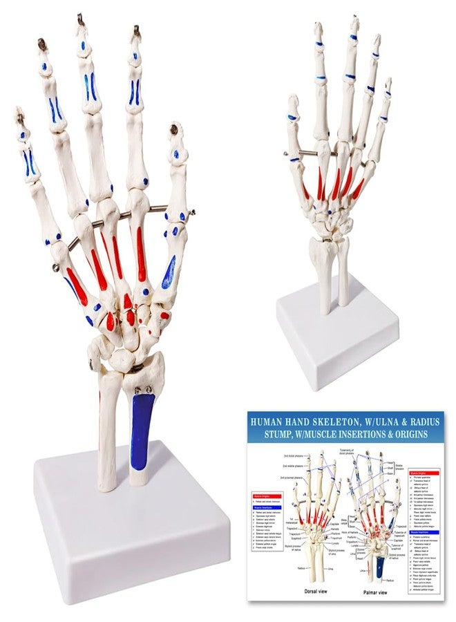 EVOTECH SCIENTIFIC Hand Skeleton Model W/Articulated Joints Shows Portion of Ulna-Radius, W/Muscles Insertions & Origins Painted, W/Instruction Manual - Image 1