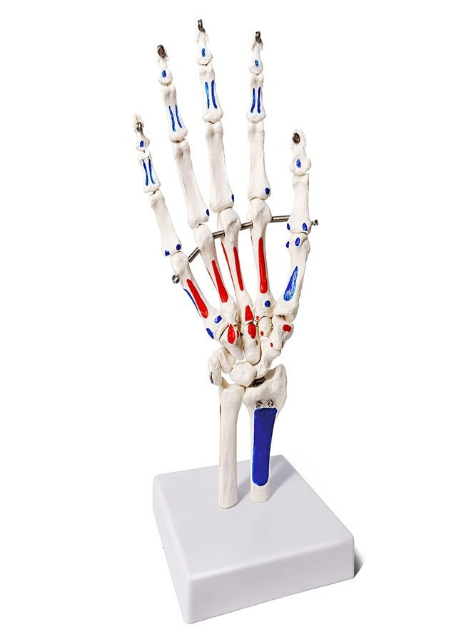 EVOTECH SCIENTIFIC Hand Skeleton Model W/Articulated Joints Shows Portion of Ulna-Radius, W/Muscles Insertions & Origins Painted, W/Instruction Manual - Image 2