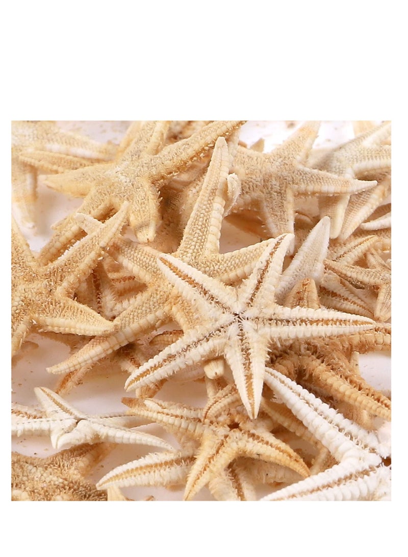 SYOSI 100 Pcs Small Starfish Star Sea Shell Beach for Craft 0.4"-1.9"Starfish for Wedding Decor, Beach Theme Party, Home Decoration - Image 4