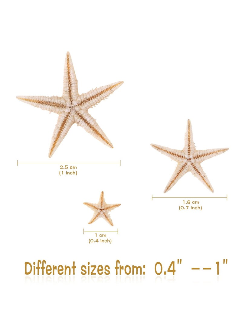 SYOSI 100 Pcs Small Starfish Star Sea Shell Beach for Craft 0.4"-1.9"Starfish for Wedding Decor, Beach Theme Party, Home Decoration - Image 2