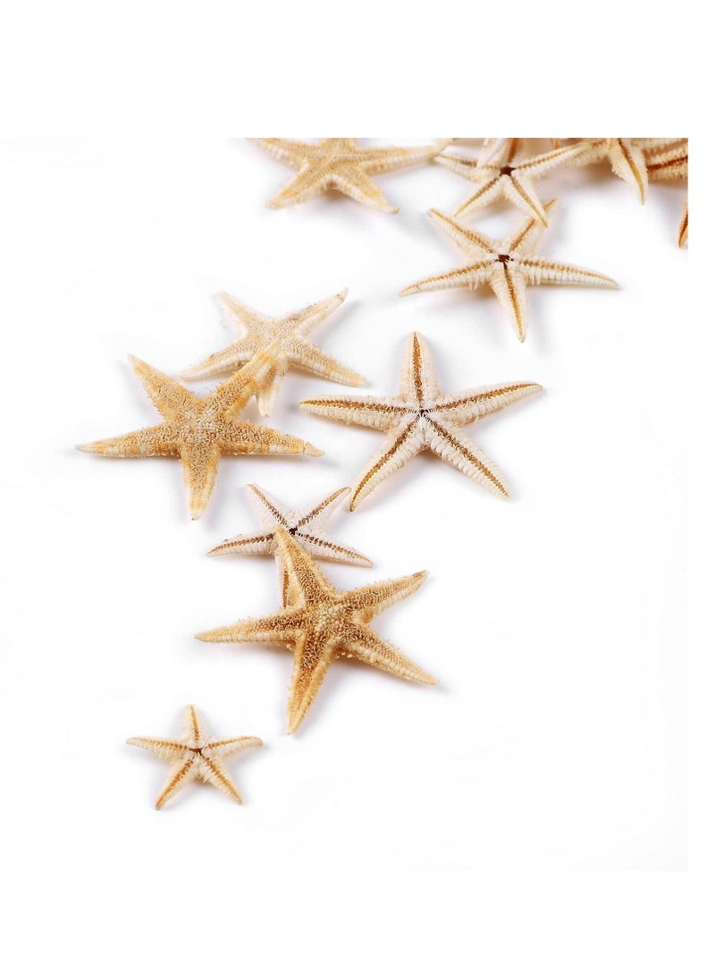 SYOSI 100 Pcs Small Starfish Star Sea Shell Beach for Craft 0.4"-1.9"Starfish for Wedding Decor, Beach Theme Party, Home Decoration - Image 5