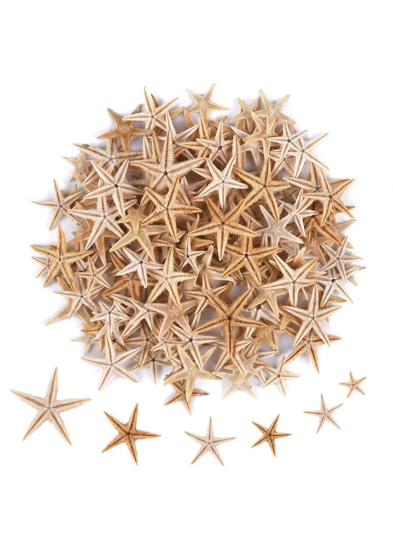 SYOSI 100 Pcs Small Starfish Star Sea Shell Beach for Craft 0.4"-1.9"Starfish for Wedding Decor, Beach Theme Party, Home Decoration - Image 1