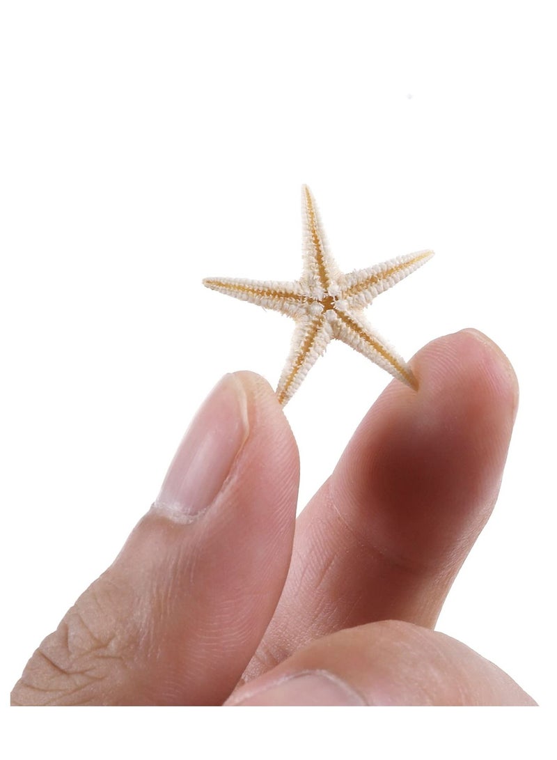 SYOSI 100 Pcs Small Starfish Star Sea Shell Beach for Craft 0.4"-1.9"Starfish for Wedding Decor, Beach Theme Party, Home Decoration - Image 3