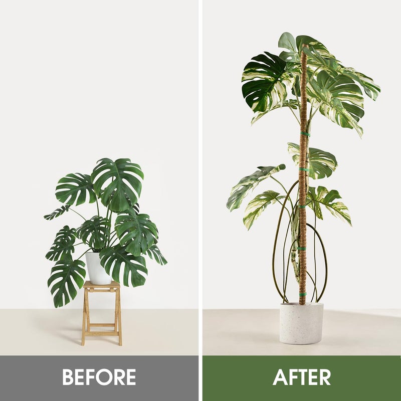 NATSUKY 2 Pack Moss Pole, 63 Inch Bendable Moss Poles for Plants Monstera Long for Climbing Plants, Extra Large Handmade Pole Plant Sticks Support Stakes for Indoor Plants to Grow Upwards - Image 3