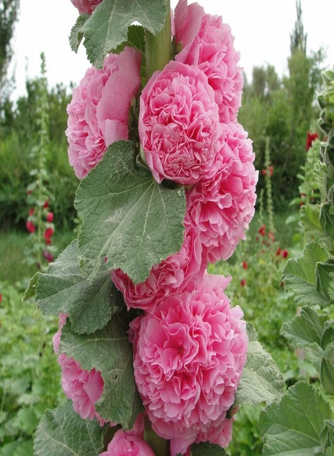 ZEshops 100pcs Double Hollyhock Seeds Radiant Rose - Mixed Colors, Non GMO Heirloom Garden Hardy Biennial, Vibrant & Tall Flowers - Ideal for Season-Long Blooms - Image 3