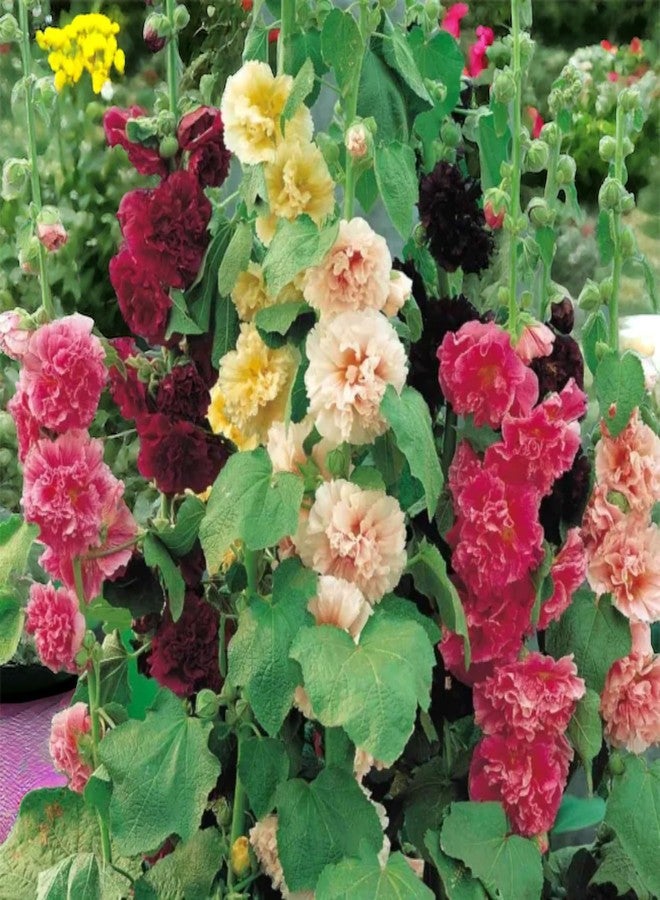 ZEshops 100pcs Double Hollyhock Seeds Radiant Rose - Mixed Colors, Non GMO Heirloom Garden Hardy Biennial, Vibrant & Tall Flowers - Ideal for Season-Long Blooms - Image 1