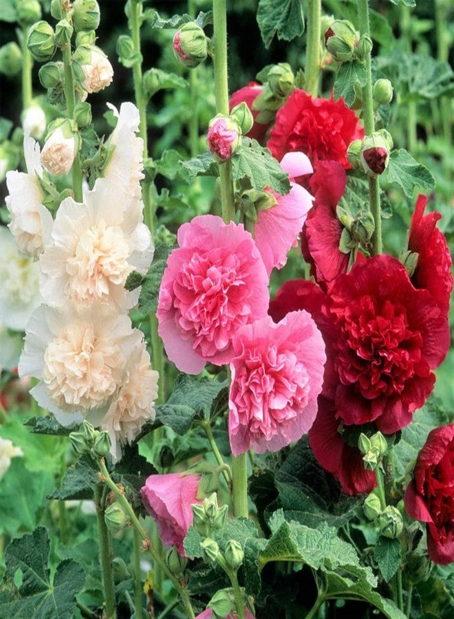 ZEshops 100pcs Double Hollyhock Seeds Radiant Rose - Mixed Colors, Non GMO Heirloom Garden Hardy Biennial, Vibrant & Tall Flowers - Ideal for Season-Long Blooms - Image 4