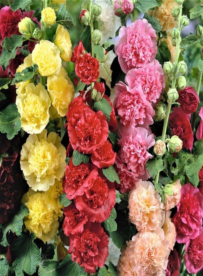 ZEshops 100pcs Double Hollyhock Seeds Radiant Rose - Mixed Colors, Non GMO Heirloom Garden Hardy Biennial, Vibrant & Tall Flowers - Ideal for Season-Long Blooms - Image 2