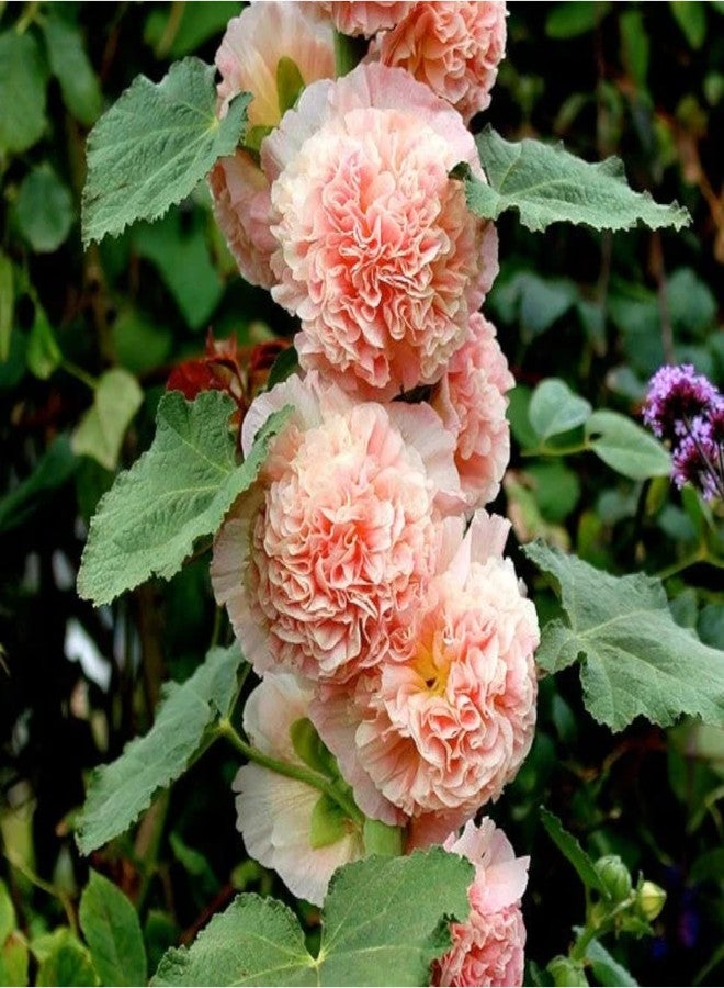 ZEshops 100pcs Double Hollyhock Seeds Radiant Rose - Mixed Colors, Non GMO Heirloom Garden Hardy Biennial, Vibrant & Tall Flowers - Ideal for Season-Long Blooms - Image 5