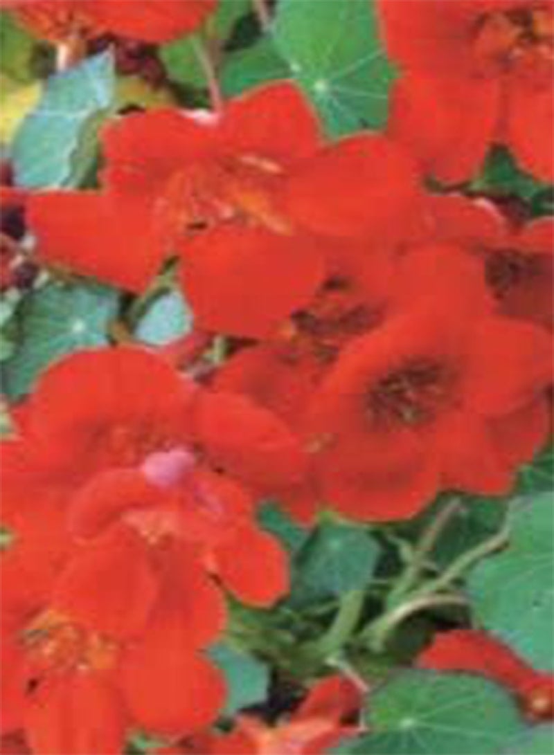 جي جوت 15 بذرة من زهرة الكبوسين "إمبراطورة الهند"، بذور زهرة الحديقة البسيطة، ازرع زهورك الملونة بنفسك