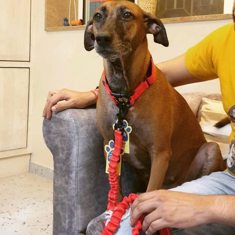 A+a Pets ’ Short Bungee Leash | Traffic Lead | for Training & Better Control (RRed) - Image 3