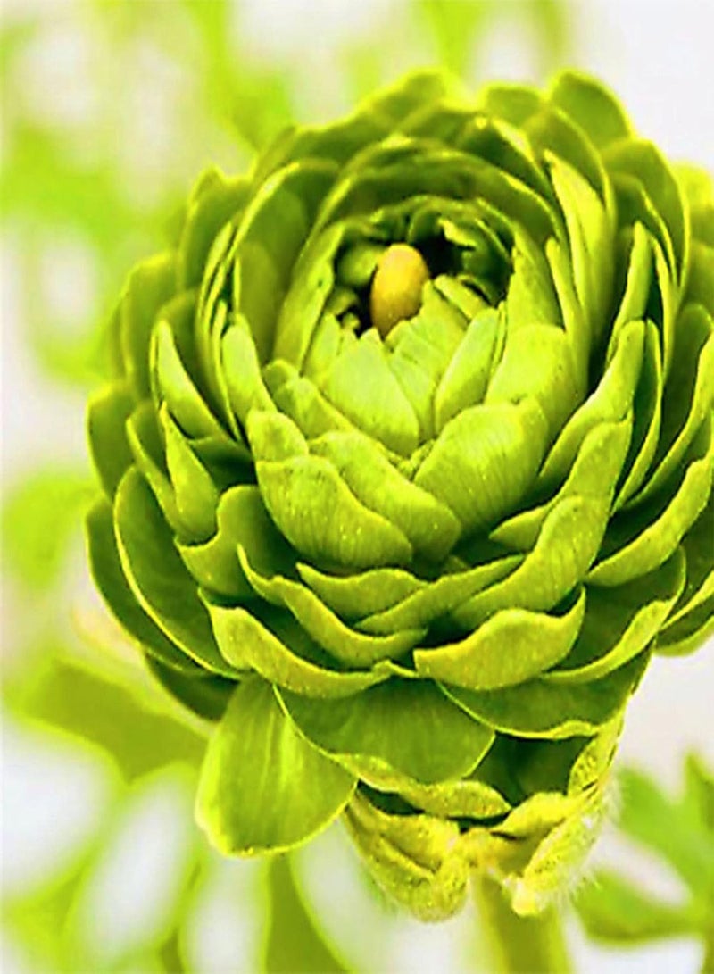 GGOOT 100Pcs Ranunculus Asiaticus Seeds Summer Flowering seeds Hardy Garden Perennial Hardy Corms Bright Colors Flowers Potted Bonsai Flower Seeds Green - Image 1