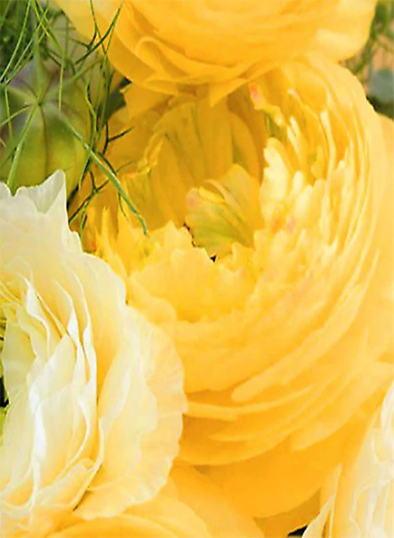 GGOOT 100Pcs Ranunculus Asiaticus Seeds Summer Flowering seeds Hardy Garden Perennial Hardy Corms Bright Colors Flowers Potted Bonsai Flower Seeds Green - Image 3