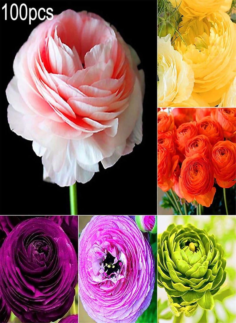 GGOOT 100Pcs Ranunculus Asiaticus Seeds Summer Flowering seeds Hardy Garden Perennial Hardy Corms Bright Colors Flowers Potted Bonsai Flower Seeds Green - Image 2