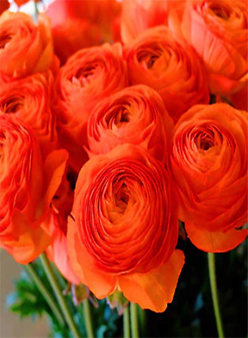 GGOOT 100Pcs Ranunculus Asiaticus Seeds Summer Flowering seeds Hardy Garden Perennial Hardy Corms Bright Colors Flowers Potted Bonsai Flower Seeds Green - Image 4