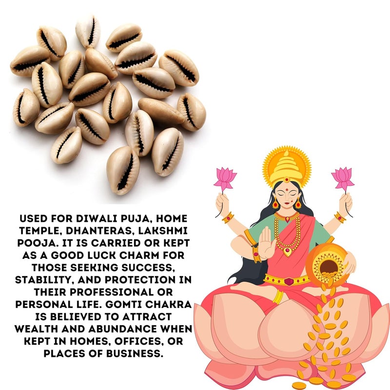 Senroar Sea Shell Pili Kodi, Yellow Kaudi, Tiger Kaudi, For Diwali Pooja Decoration- Decorative sea shell (Gray Kaudi 1 to 2 cm 51pcs) - Image 5