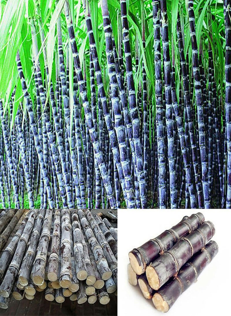 GGOOT 200Pcs Cane Seeds, Productive Edible Nutritious Tasty Sugarcane Seeds for Orchard Fruit Seeds for Rock Candy - Image 4