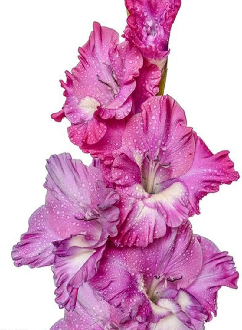 GGOOT 5Pcs Gladiolus seeds Outdoor Garden Planting Pink White Flowers Best Choice Cut Flowers Courtyard Balcony Decoration Suitable Gardening Lovers - Image 2