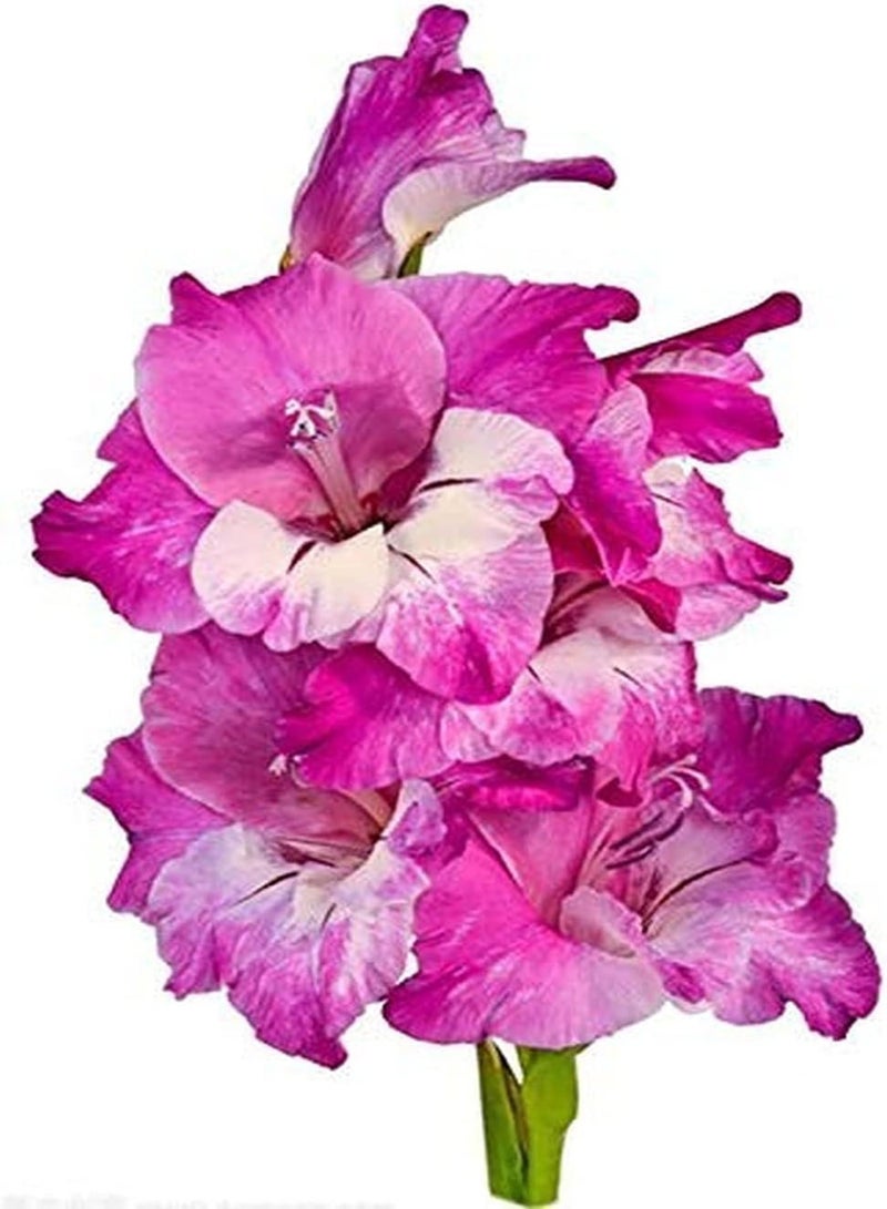 GGOOT 5Pcs Gladiolus seeds Outdoor Garden Planting Pink White Flowers Best Choice Cut Flowers Courtyard Balcony Decoration Suitable Gardening Lovers - Image 1