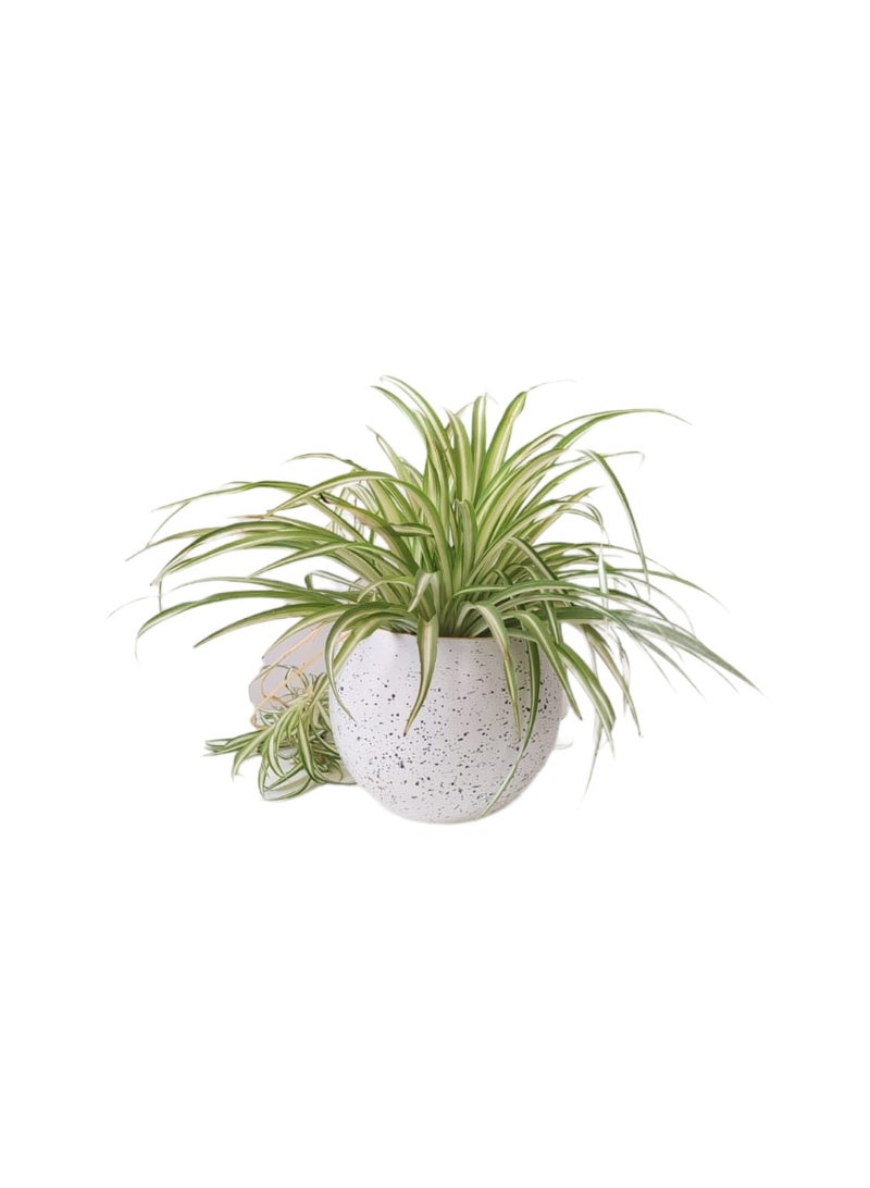 Shatla Shop Spider Plant with white terrazzo pot - Image 1
