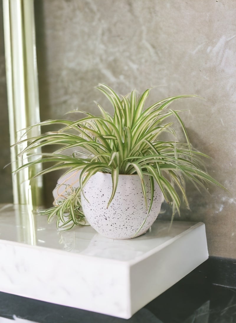 Shatla Shop Spider Plant with white terrazzo pot - Image 2