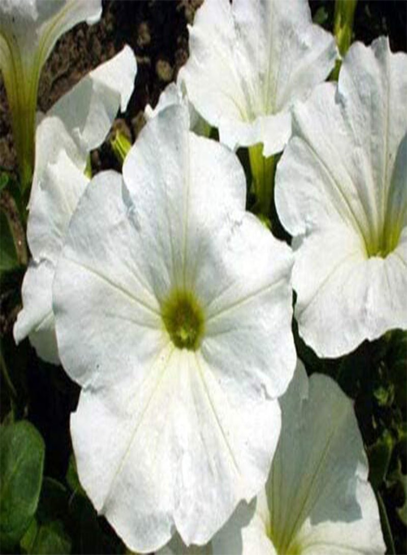GGOOT Flower Petunia Nana COMPACTA Snowball White 100 Seeds