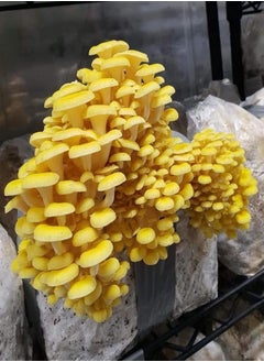 100Pcs/Set Oyster Mushroom Seeds High Germination Rate Easy to Grow Easy to Handle Natural Low Fat Edible Annual Seeds for Garden Home Farming A One Size