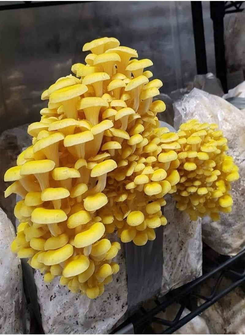 GGOOT - 100Pcs/Set Oyster Mushroom Seeds High Germination Rate Easy to Grow Easy to Handle Natural Low Fat Edible Annual Seeds for Garden Home Farming A One Size - Image 1