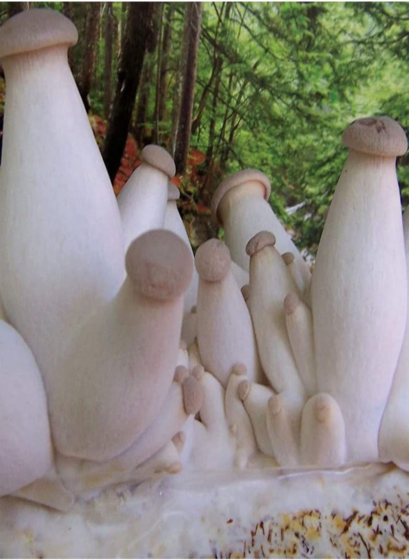 GGOOT - 100Pcs/Set Oyster Mushroom Seeds High Germination Rate Easy to Grow Easy to Handle Natural Low Fat Edible Annual Seeds for Garden Home Farming A One Size - Image 1