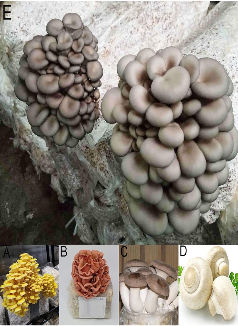 GGOOT - 100Pcs/Set Oyster Mushroom Seeds High Germination Rate Easy to Grow Easy to Handle Natural Low Fat Edible Annual Seeds for Garden Home Farming A One Size - Image 1