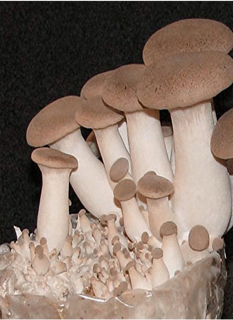 GGOOT - 100Pcs/Set Oyster Mushroom Seeds High Germination Rate Easy to Grow Easy to Handle Natural Low Fat Edible Annual Seeds for Garden Home Farming A One Size - Image 1
