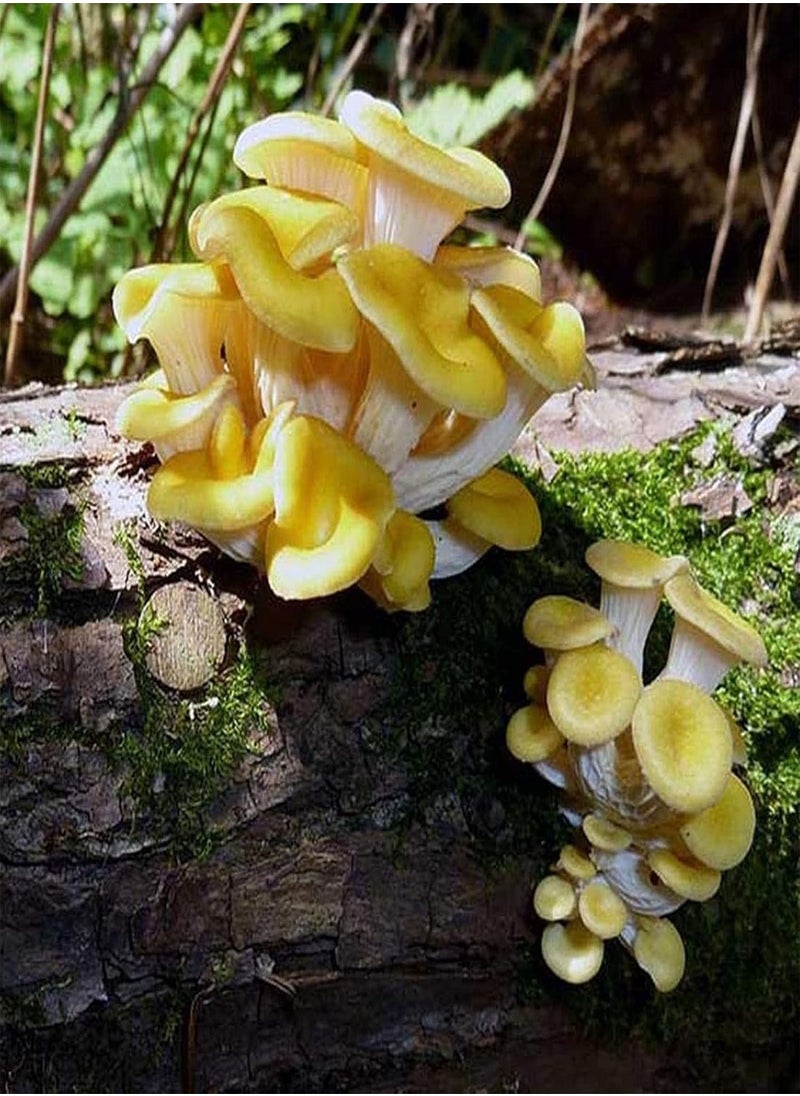 GGOOT - 100Pcs/Set Oyster Mushroom Seeds High Germination Rate Easy to Grow Easy to Handle Natural Low Fat Edible Annual Seeds for Garden Home Farming A One Size - Image 1
