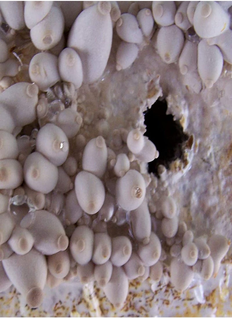 GGOOT - 100Pcs/Set Oyster Mushroom Seeds High Germination Rate Easy to Grow Easy to Handle Natural Low Fat Edible Annual Seeds for Garden Home Farming A One Size - Image 1