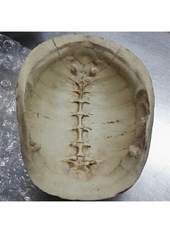 FOMIYES FOMIYES 1pc Resin Turtle Shell Cave Hideout for Reptile Habitat Decorative Rest Cave Ornament for Turtles Snakes Lizards and Hermit Crabs Reptile Shelter and Hiding Place  - Image 4