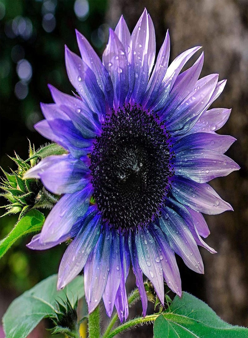 GGOOT 100Pcs/Bag Sunflower Seeds, Easy to Grow Blooming Plants Purple Rare Exotic Flower Seeds for Home Yard - Sunflower Seeds - Image 1