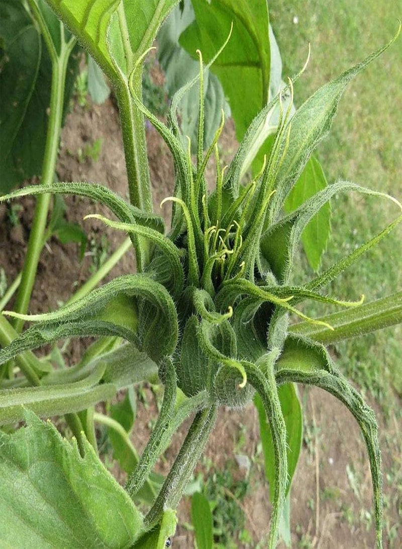 GGOOT 100Pcs/Bag Sunflower Seeds, Easy to Grow Blooming Plants Purple Rare Exotic Flower Seeds for Home Yard - Sunflower Seeds - Image 5