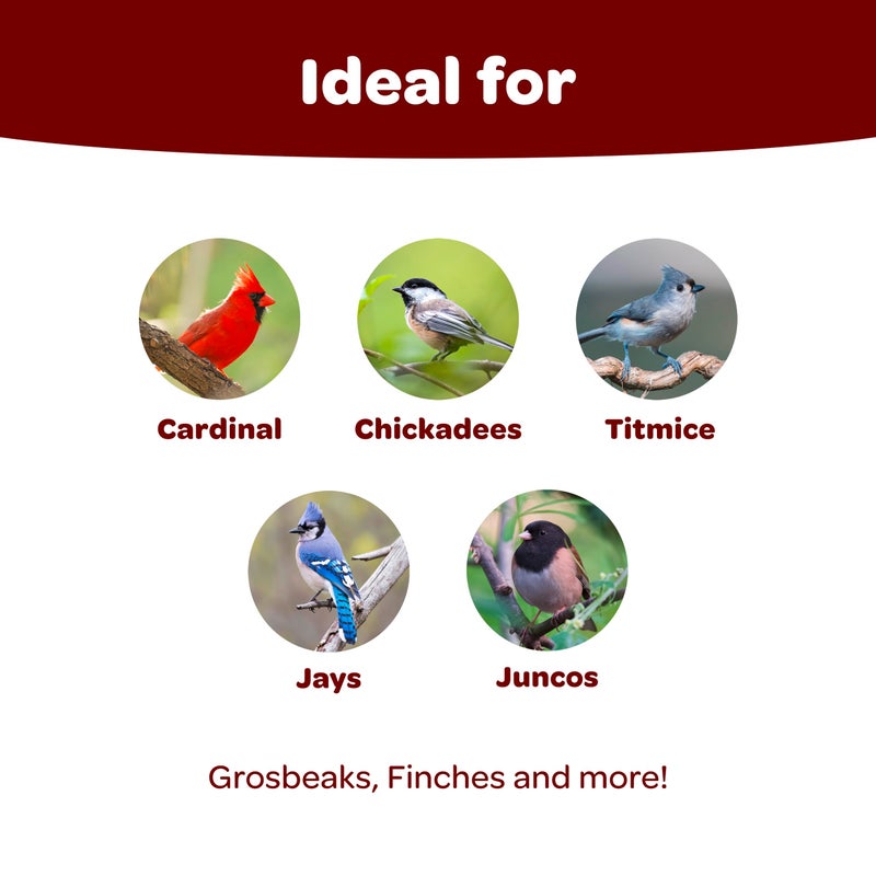 Kaytee Songbird Wild Bird Seed Food, Blended for Grosbeaks, Chickadees, Titmice, Cardinals, Nuthatches & More, 7 Pounds - Image 2