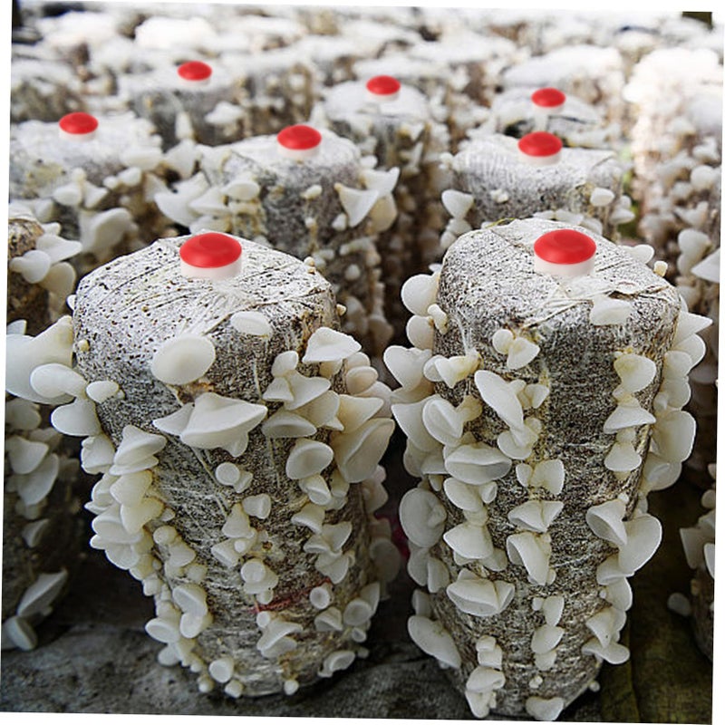 Sterilized Mushroom Inoculation Puncher Stick Tool for Log Spawn Planting 10 Pcs - Image 5