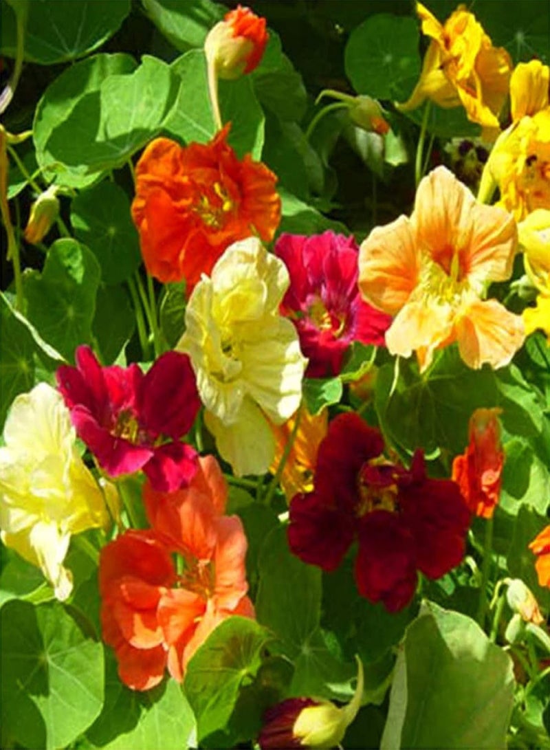 GGOOT Green Garden Flower Plants-50Pcs Nasturtium Flower Seeds Home Garden Office Bonsai Ornamental Plant Decor - Nasturtium Seeds - Image 2