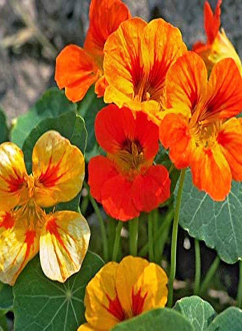 GGOOT Green Garden Flower Plants-50Pcs Nasturtium Flower Seeds Home Garden Office Bonsai Ornamental Plant Decor - Nasturtium Seeds - Image 4