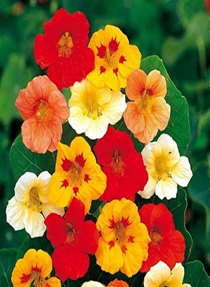 GGOOT Green Garden Flower Plants-50Pcs Nasturtium Flower Seeds Home Garden Office Bonsai Ornamental Plant Decor - Nasturtium Seeds - Image 5