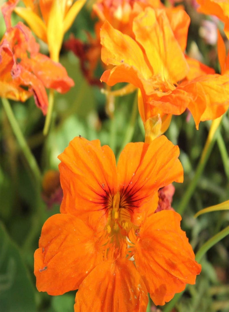 GGOOT Green Garden Flower Plants-50Pcs Nasturtium Flower Seeds Home Garden Office Bonsai Ornamental Plant Decor - Nasturtium Seeds - Image 3